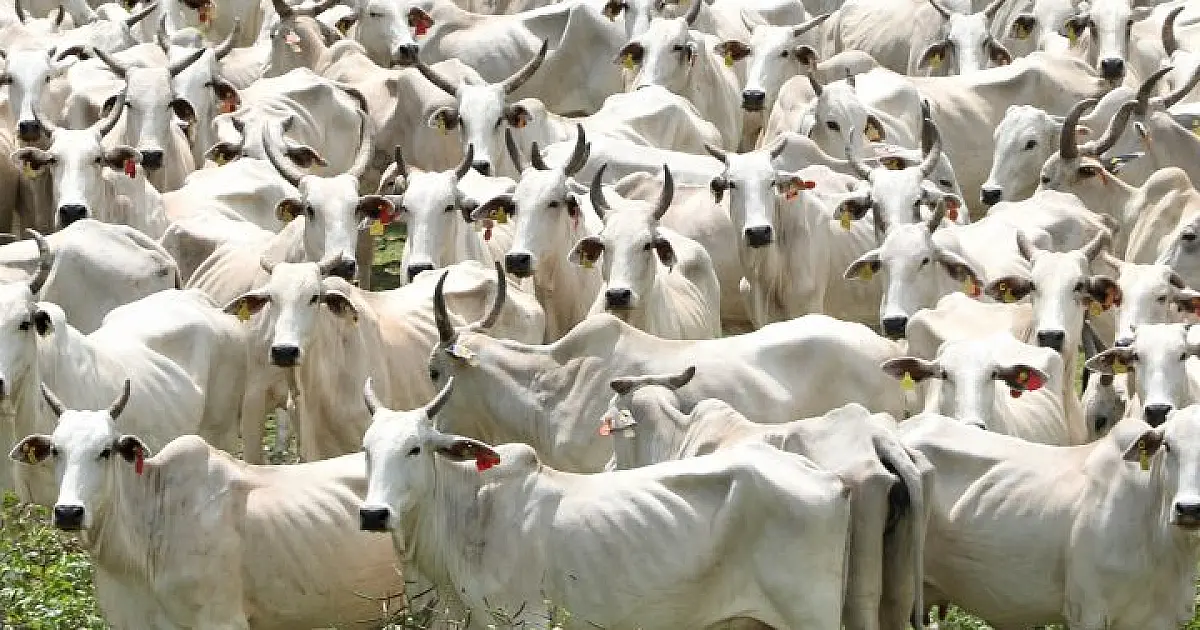 Plano define ações para fortalecer cadeias pecuárias do Pantanal