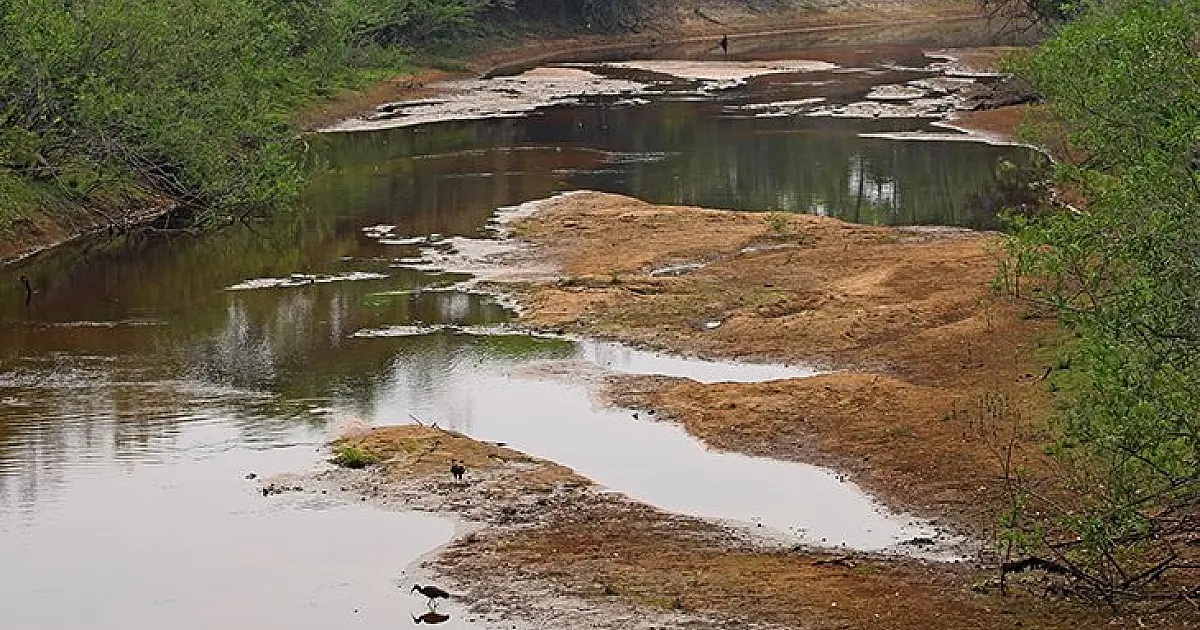 Com mais baixa estação chuvosa em 10 anos, Pantanal já tem 80% das propriedades afetadas