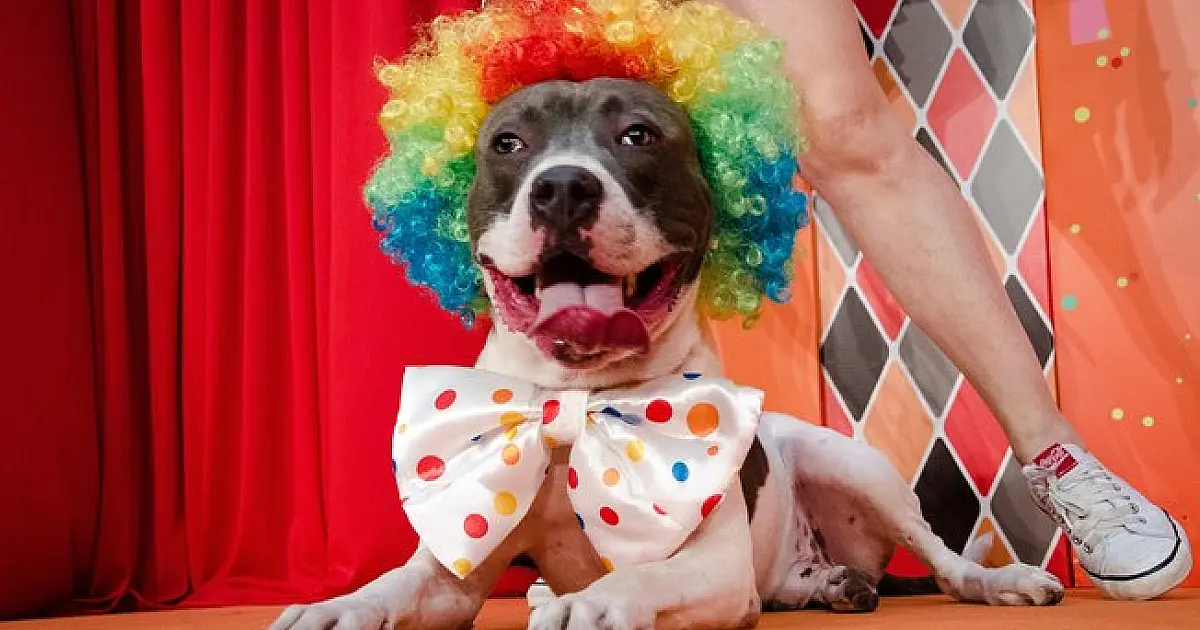 Cão Folia 2017: Petshop promove 1° desfile de fantasias para cães da cidade