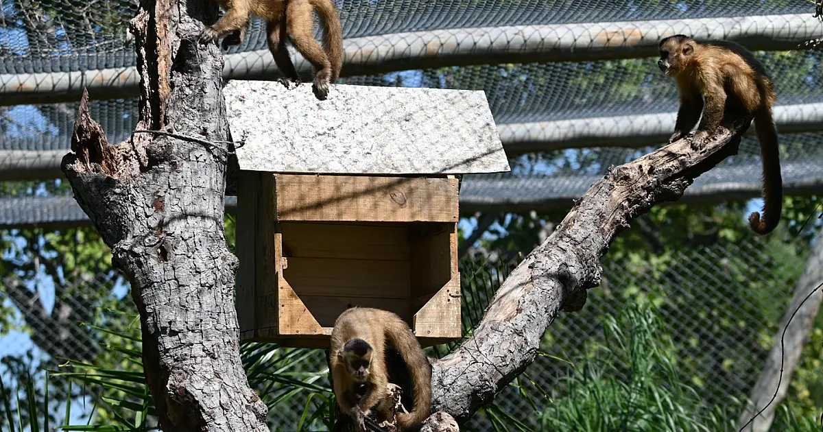 Imasul leva tuiuiú e 8 macacos-prego reabilitados para ambientação no Pantanal
