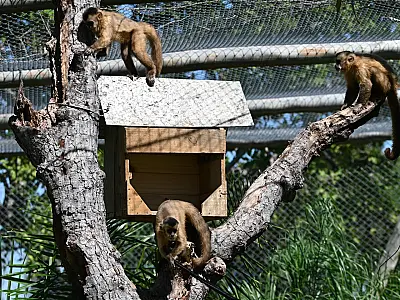 Imasul leva tuiuiú e 8 macacos-prego reabilitados para ambientação no Pantanal