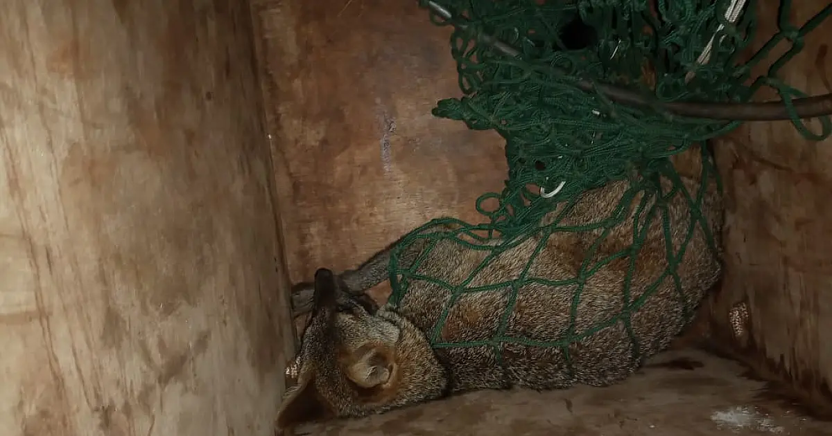 PMA captura lobinho que adentrou residência ao ser acuado por cachorros