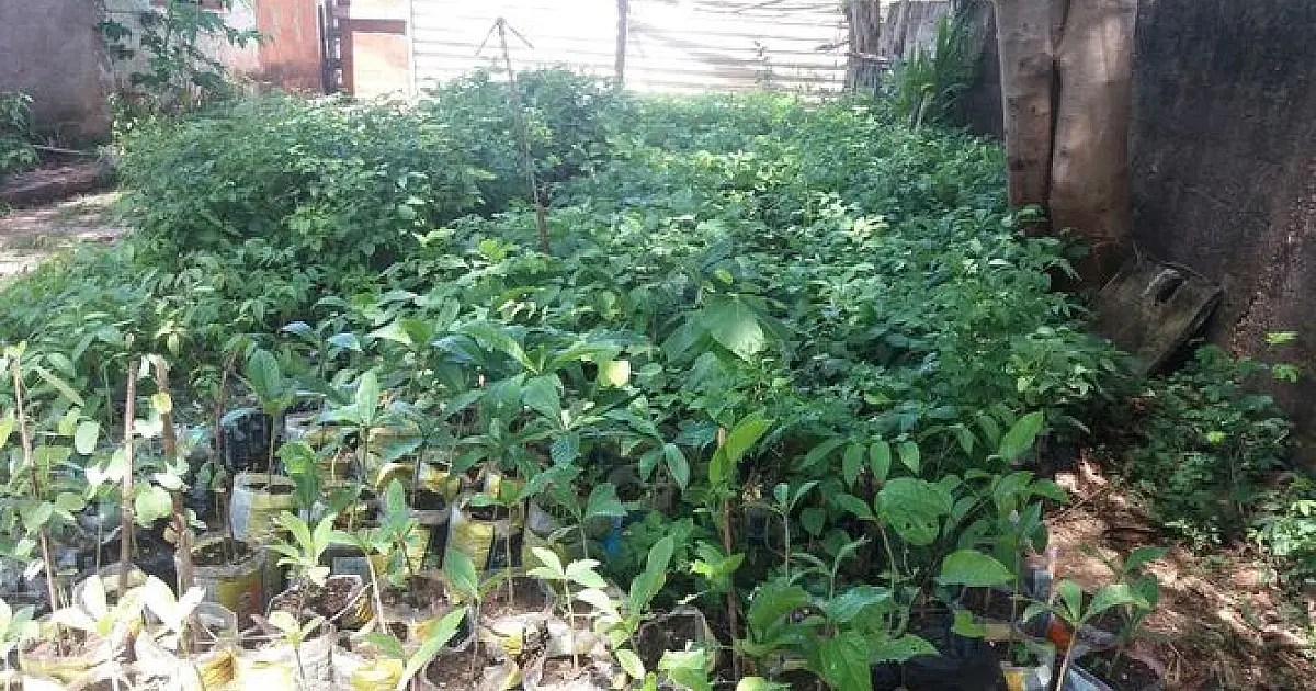 Mais de mil mudas serão plantanas para amenizar as temperaturas em Ladário