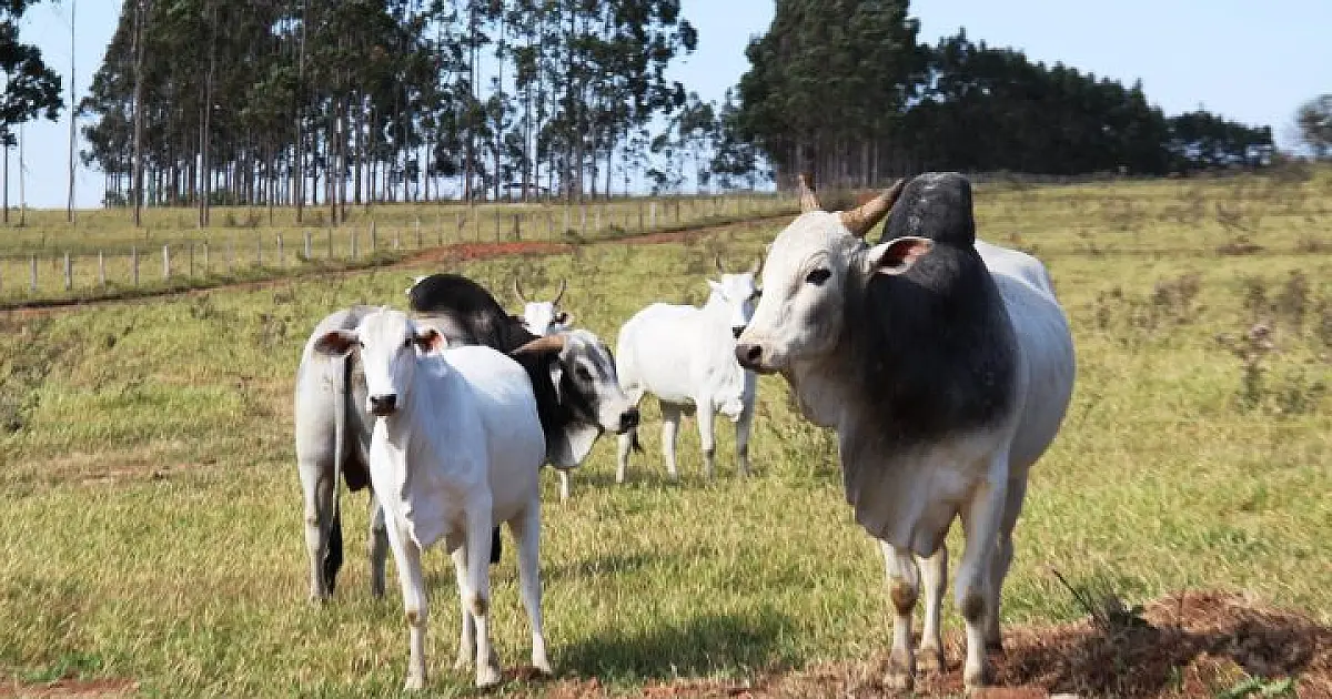 Com área livre de aftosa, bovinos de MS têm trânsito liberado no território nacional
