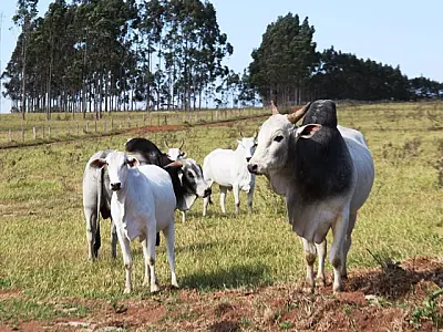 Com área livre de aftosa, bovinos de MS têm trânsito liberado no território nacional