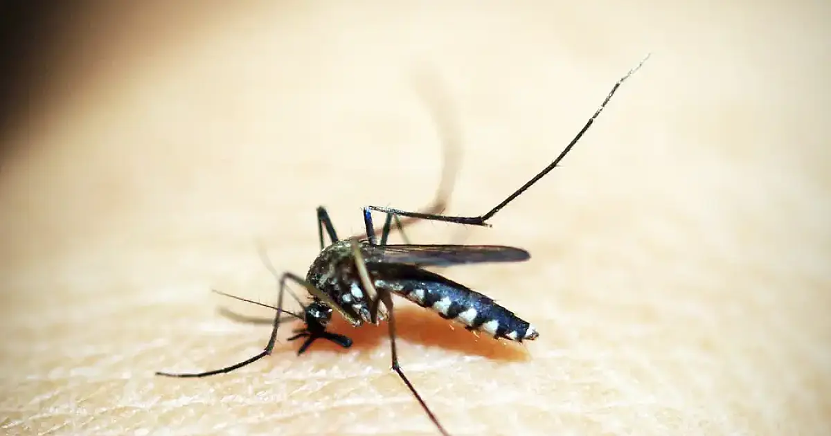 Brasileiros publicam maior estudo já feito sobre sequelas do zika