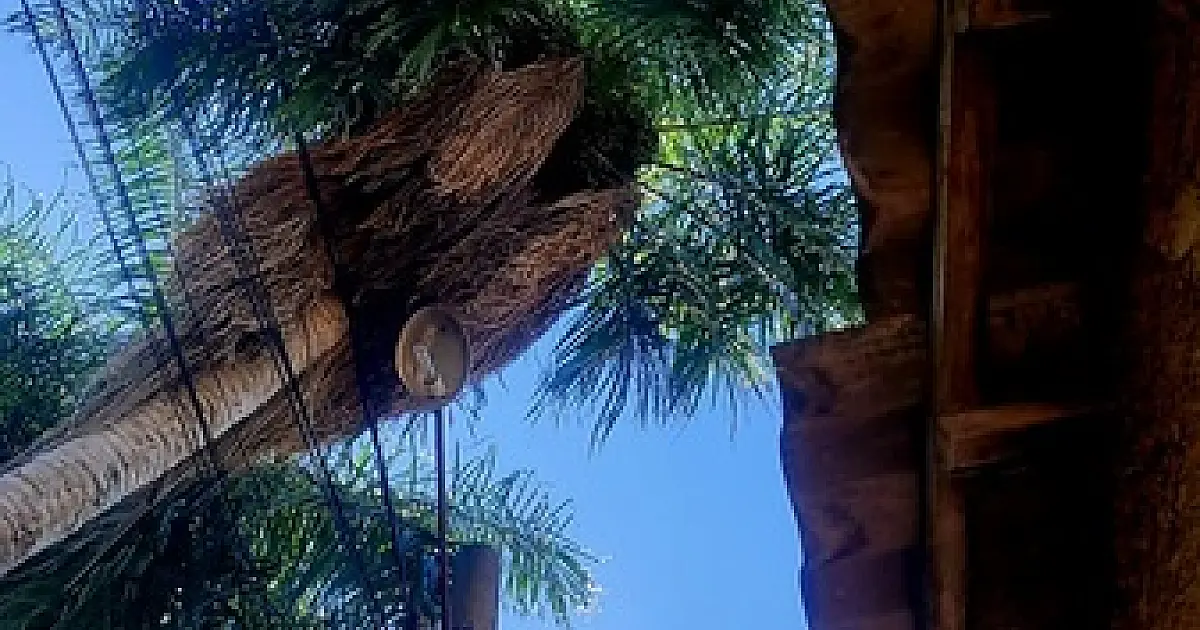 Galhos entrelaçados à rede de energia geram riscos e preocupa Hanna