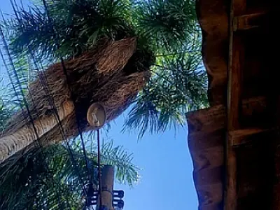 Galhos entrelaçados à rede de energia geram riscos e preocupa Hanna