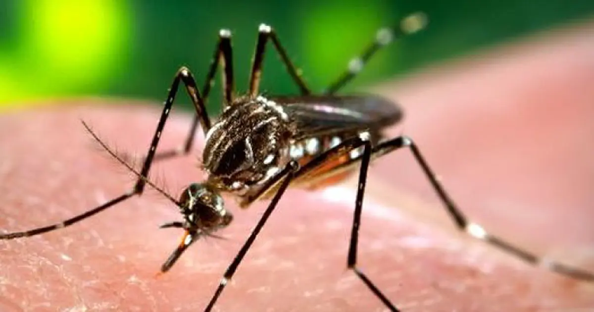 Índice de infestação do Aedes atinge 1,90% em Corumbá, aponta LIRAa