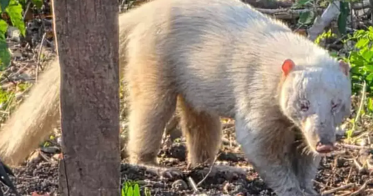 Quati albino é visto pela primeira vez em sítio no Assentamento Taquaral