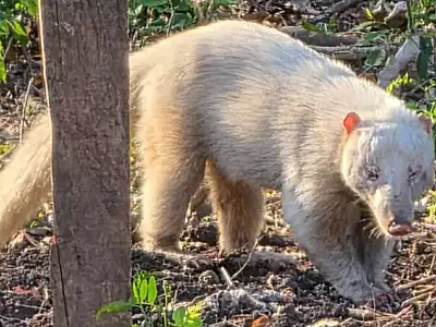Quati albino é visto pela primeira vez em sítio no Assentamento Taquaral