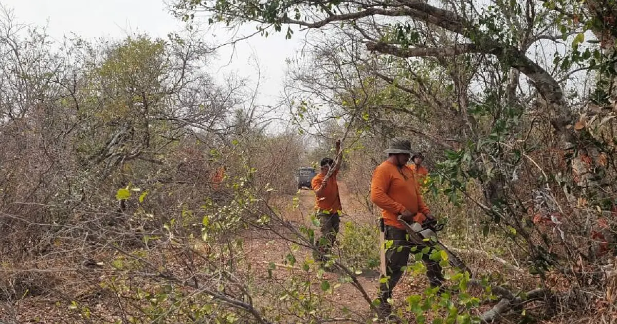 Parceria amplia ações de prevenção à incêndios no Pantanal