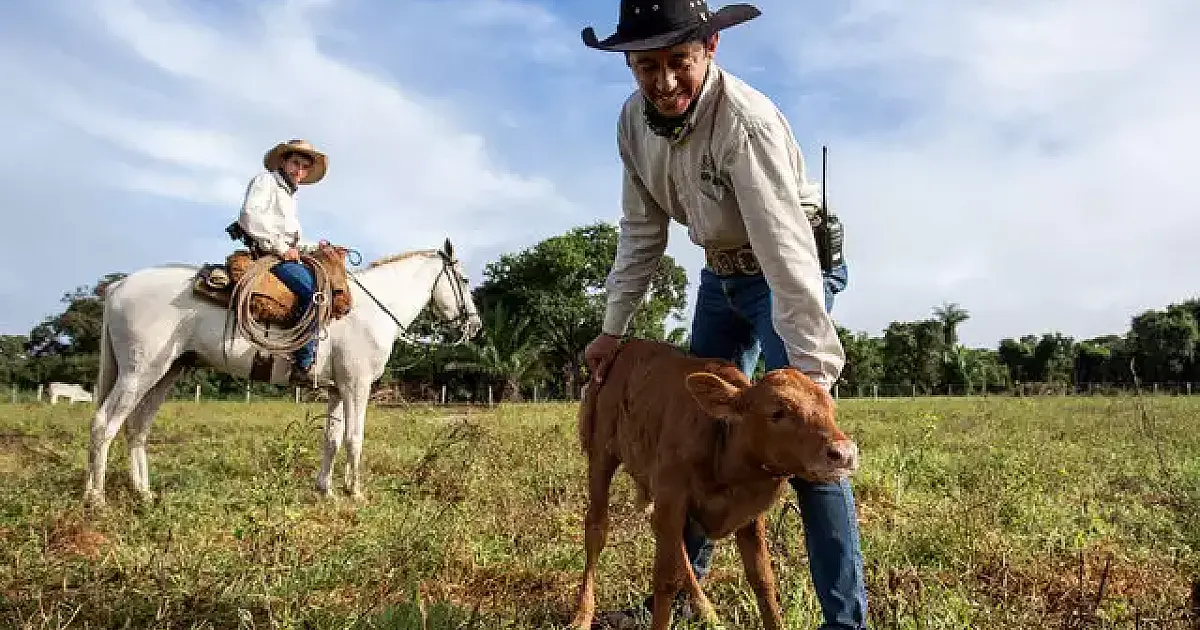 Declaração Semestral de Rebanhos inicia dia 1&ordm; de novembro em MS