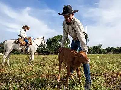 Declaração Semestral de Rebanhos inicia dia 1&ordm; de novembro em MS