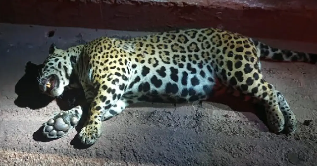 Onça-pintada de 103 kg é encontrada atropelada na BR 262