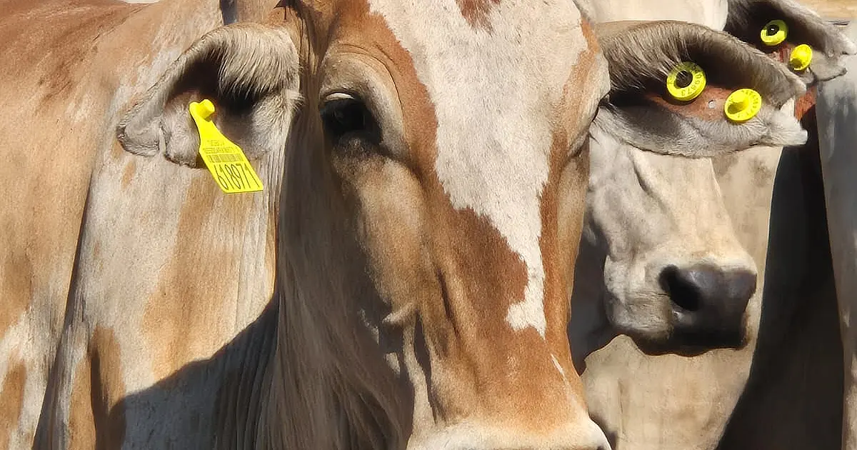 Iniciativa facilita subsídio para tecnologia e inovação à pequenas empresas em MS
