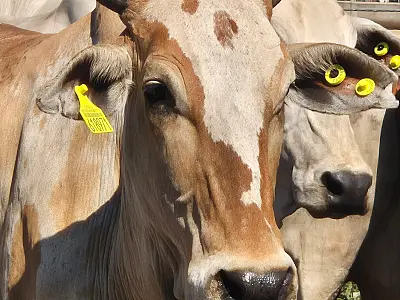 Iniciativa facilita subsídio para tecnologia e inovação à pequenas empresas em MS