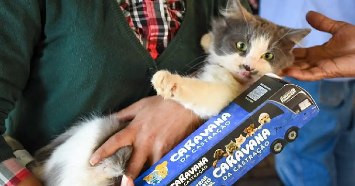 Em 2025, mais de 16 mil animais foram castrados em ações do governo em MS