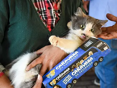 Em 2025, mais de 16 mil animais foram castrados em ações do governo em MS