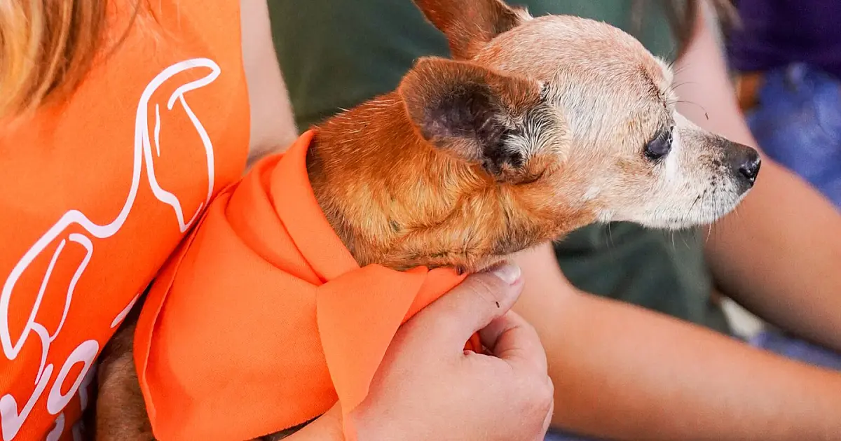 Abril Laranja pode fazer parte do Calendário Oficial de Corumbá