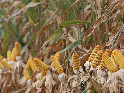 Mato Grosso do Sul bate recorde na produção de milho, superando 14 milhões de toneladas