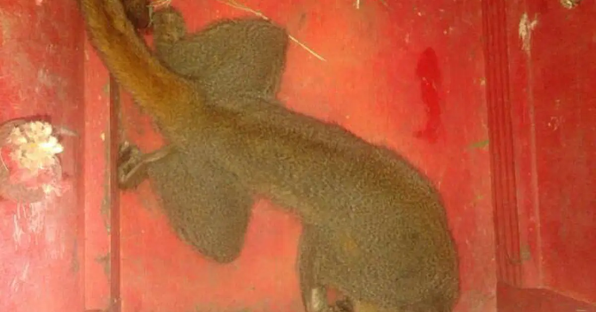 Material de macaco encontrado morto vai para análise com hipótese de febre amarela