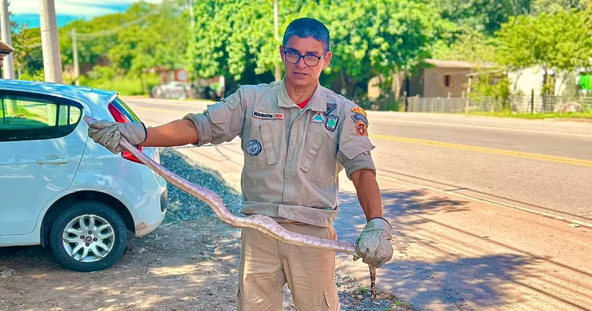 Corpo de Bombeiros captura jiboia de 1,5 metro no anel viário de Corumbá
