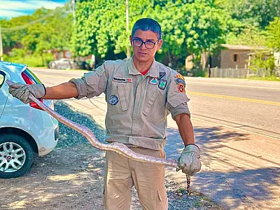 Corpo de Bombeiros captura jiboia de 1,5 metro no anel viário de Corumbá