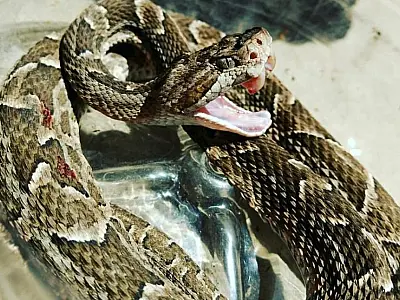 Trabalhador rural é picado por cobra Boca de Sapo na Nhecolândia