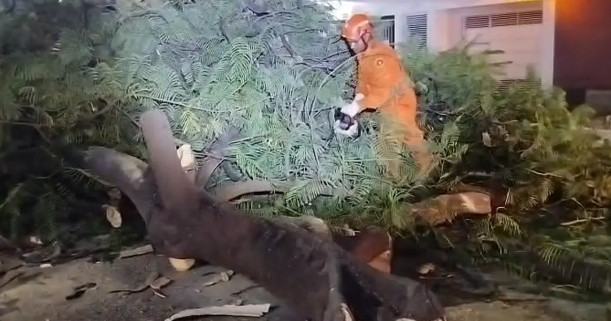 Bombeiros retiram galho de árvore que caiu duas vezes no Centro da cidade