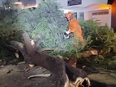 Bombeiros retiram galho de árvore que caiu duas vezes no Centro da cidade