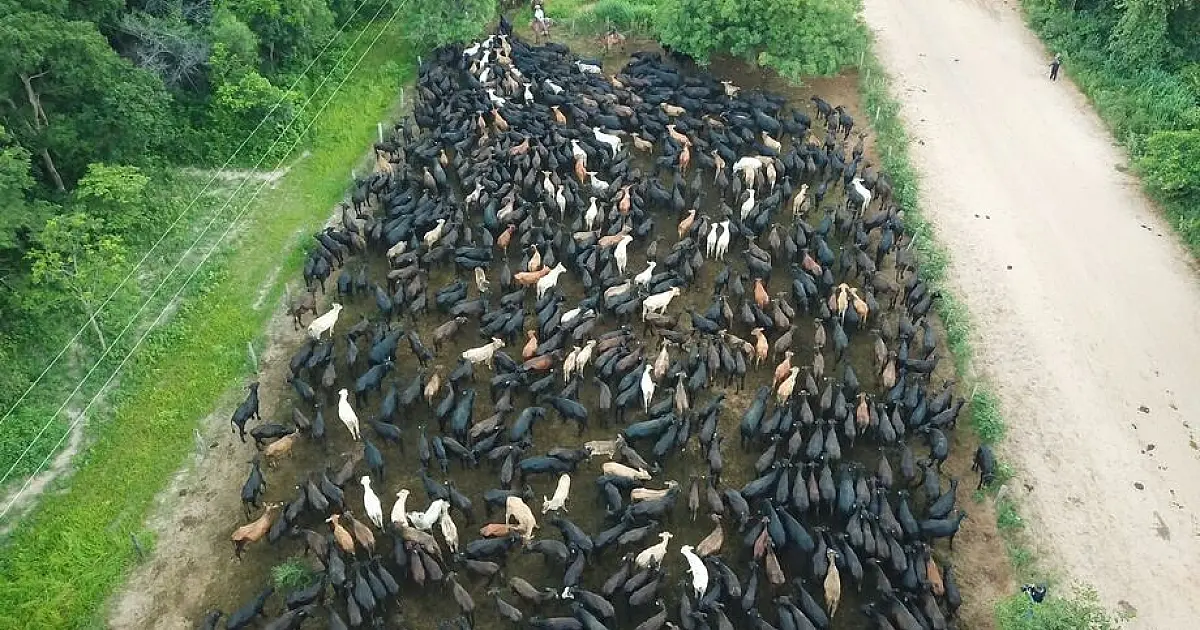 Com marco na tradição, primeira comitiva de gado Angus cruza de Aquidauana a Corumbá
