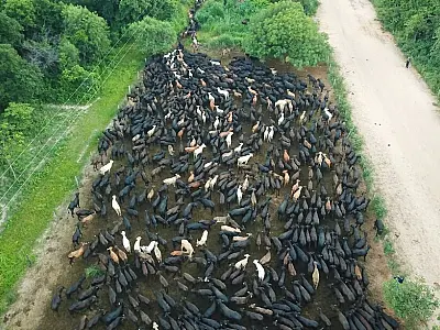 Com marco na tradição, primeira comitiva de gado Angus cruza de Aquidauana a Corumbá