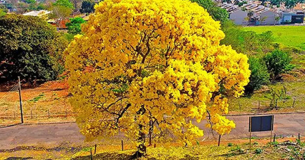 Como fica o clima em MS durante a primavera