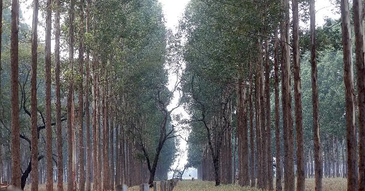 COP30: MS exibe avanço econômico e expertise única em carbono neutro