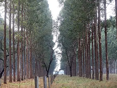 COP30: MS exibe avanço econômico e expertise única em carbono neutro