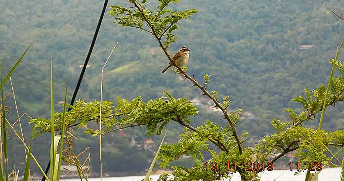 Mais de 25 mil espécies da flora só existem no Brasil, mostra estudo