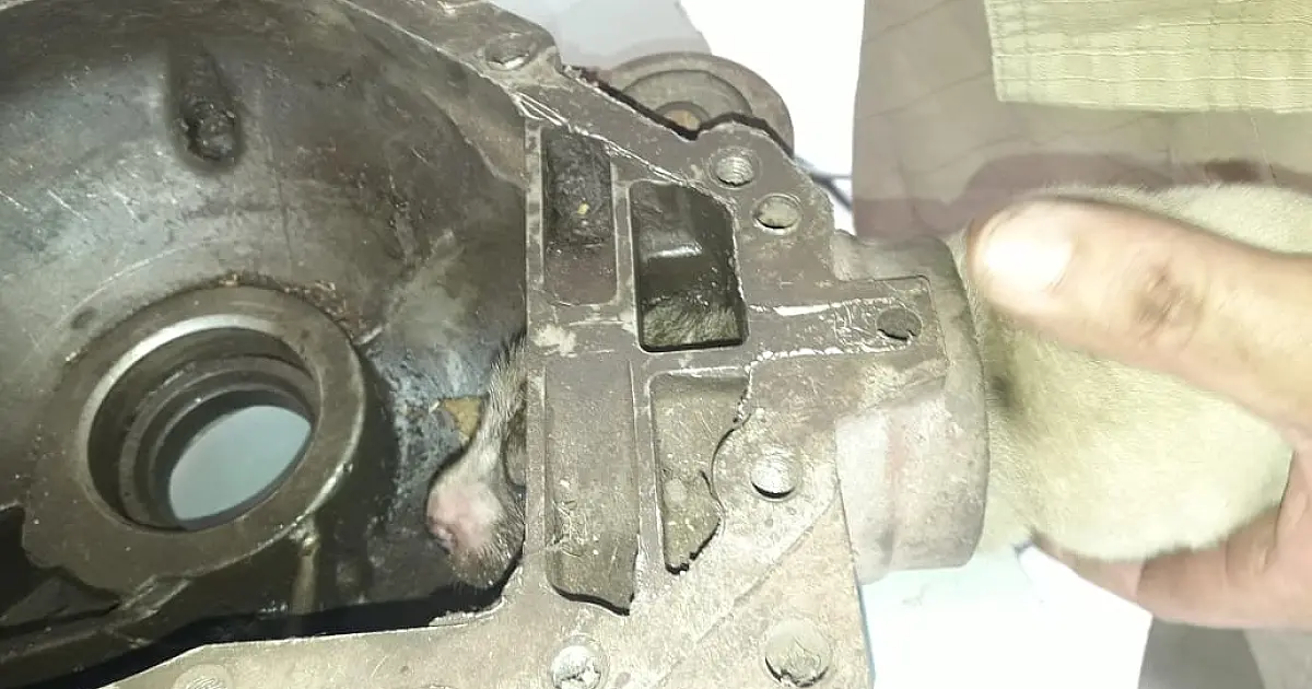 Bombeiros socorrem filhote de cachorro preso em peça de caminhão