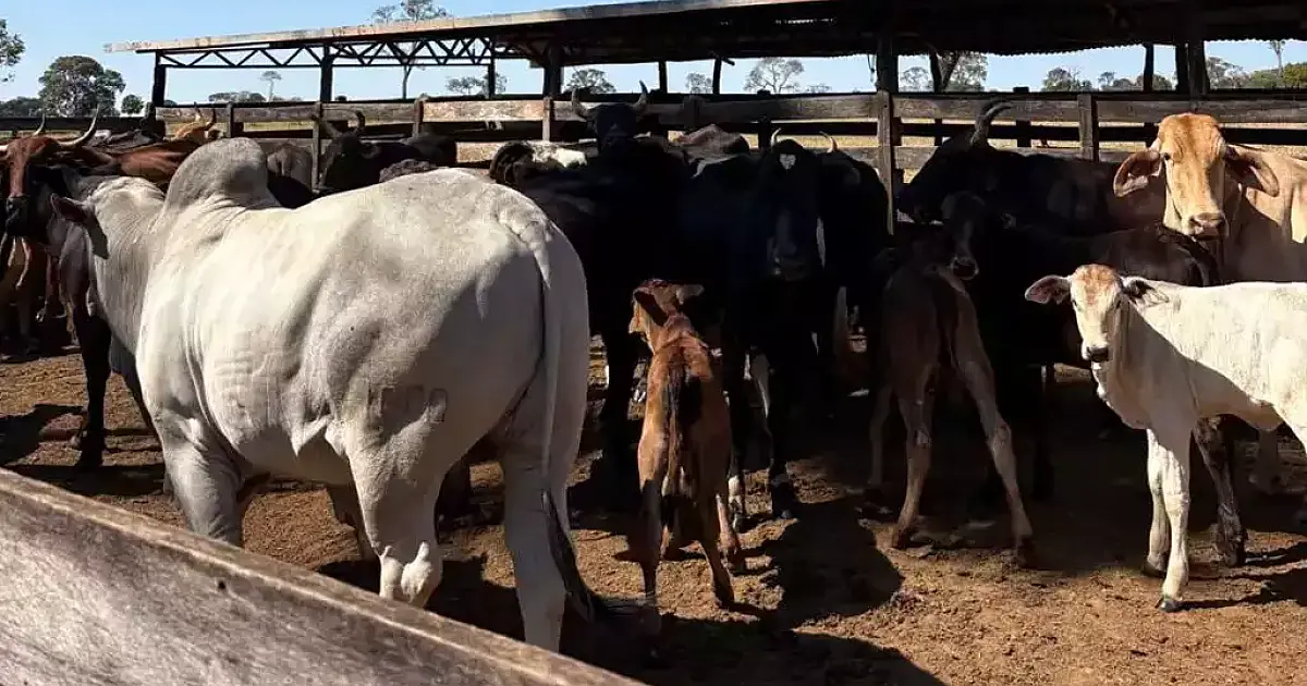 Rebanho bovino de MS cai 0,8% em 2024, totalizando 18,7 milhões
