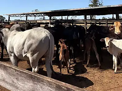 Rebanho bovino de MS cai 0,8% em 2024, totalizando 18,7 milhões