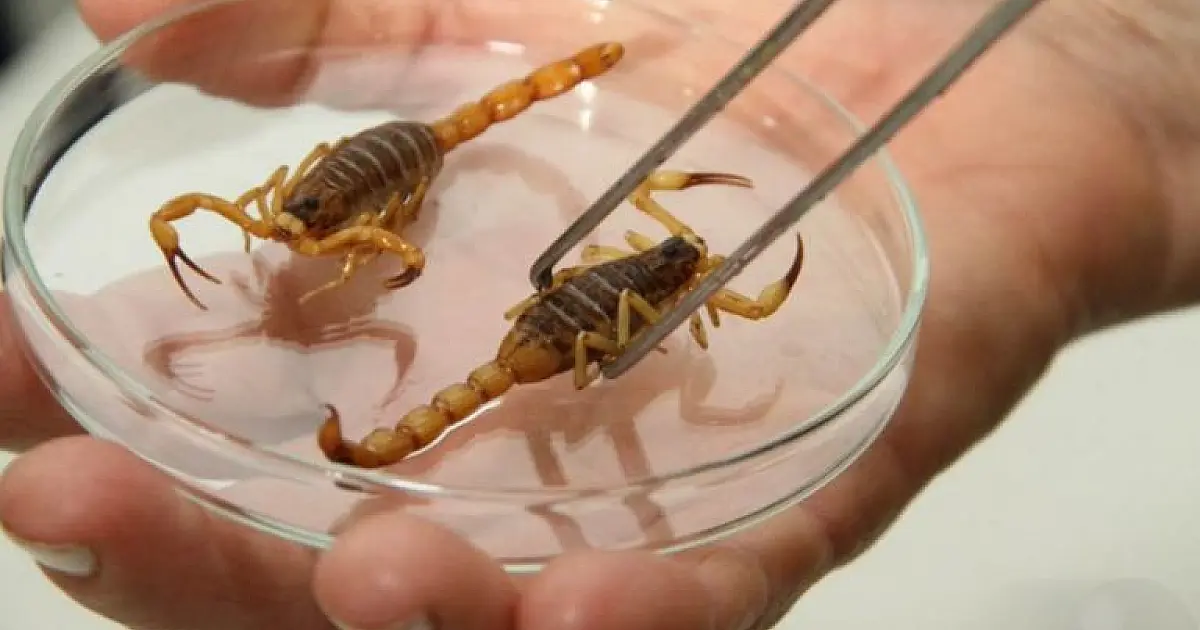 Inicia temporada de alerta para escorpiões em Mato Grosso do Sul