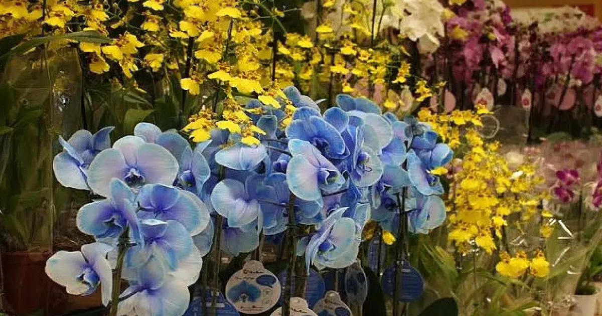 Procon de Corumbá encontra variação de até 70% nos presentes para o Dia das Mães