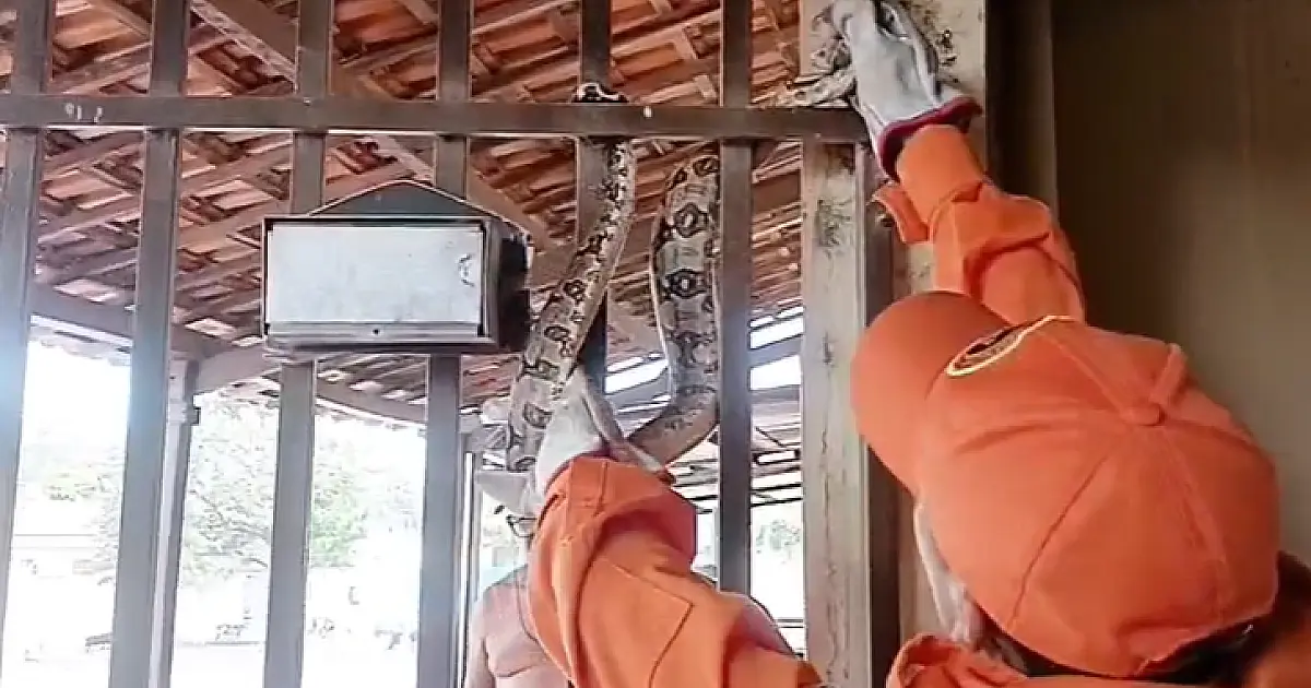 Bombeiros capturam três serpentes em 24 horas em Corumbá