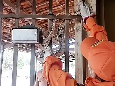 Bombeiros capturam três serpentes em 24 horas em Corumbá