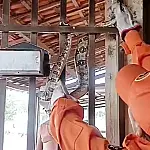 Bombeiros capturam três serpentes em 24 horas em Corumbá