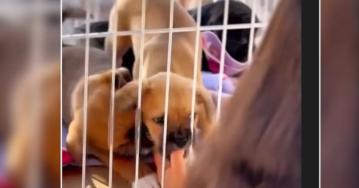 Ação em Corumbá promove adoção responsável de cães e gatos neste sábado