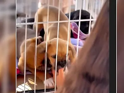 Ação em Corumbá promove adoção responsável de cães e gatos neste sábado