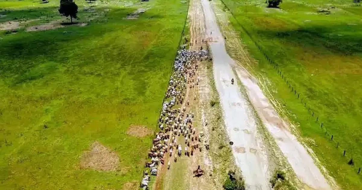 Produtores do Pantanal podem receber por preservar áreas