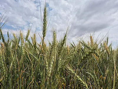 'Dia de Campo' incentiva expansão da cultura do trigo em Mato Grosso do Sul