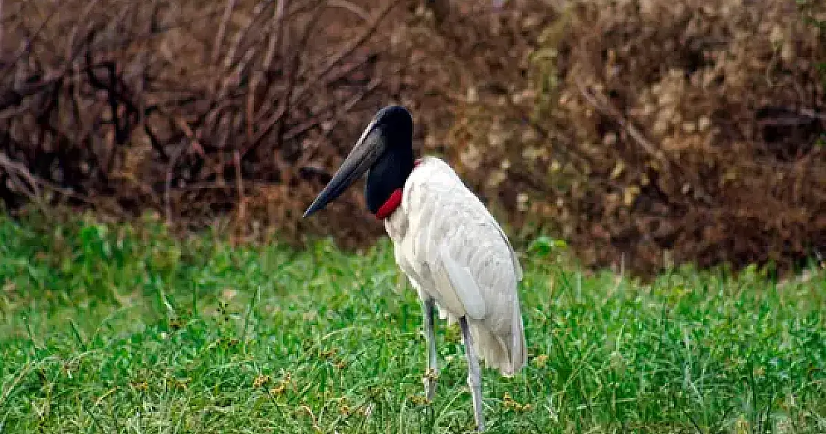Tuiuiú é declarada ave símbolo do Pantanal Sul-Mato-Grossense